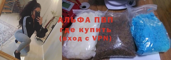 сатива Беломорск