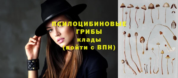 индика Белокуриха