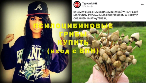 сатива Беломорск
